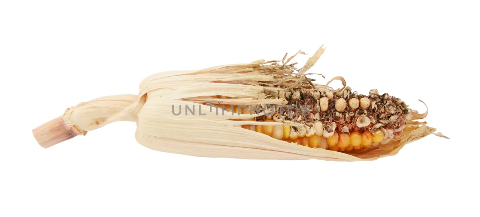 Damaged decorative Indian corn cob with eaten niblets and torn, dry maize husks, on a white background