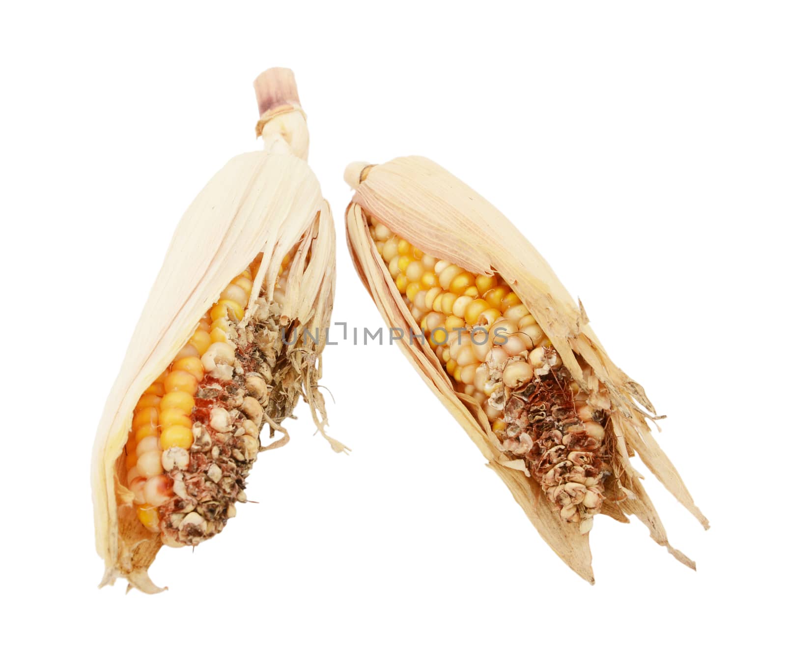 Two damaged and eaten ornamental sweetcorn cobs with ripped, dry husks and missing niblets, on a white background