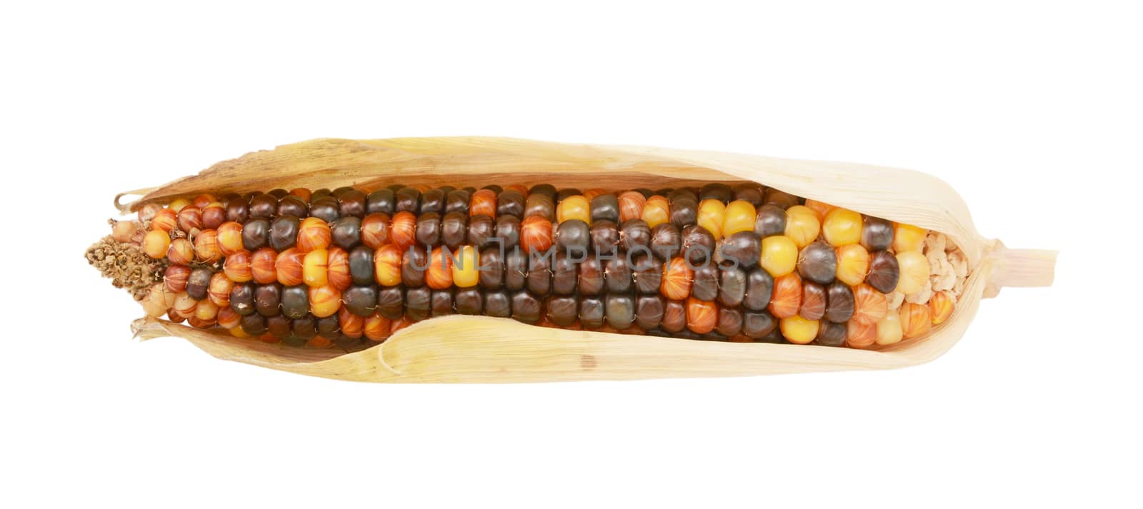 Multi-coloured ornamental Indian corn with red, brown and yellow hard niblets, encased in dried husks, on a white background