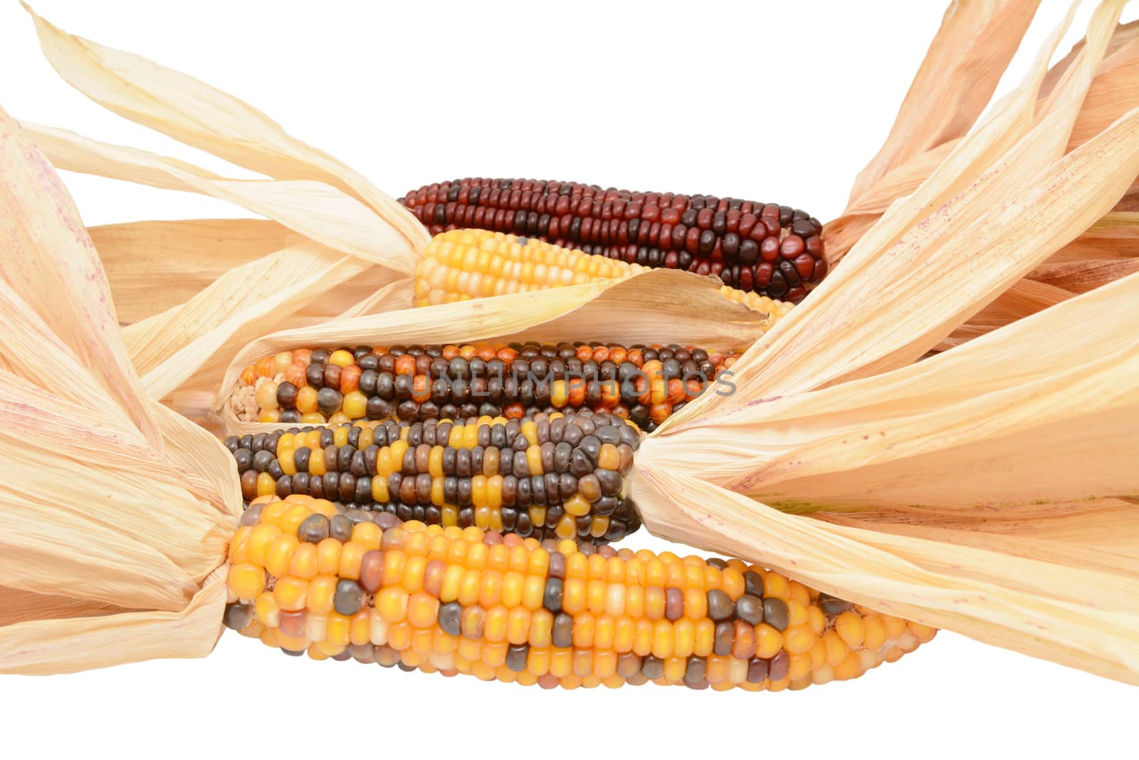 Five ornamental Indian maize cobs with colourful niblets and dried, papery husks, on a white background