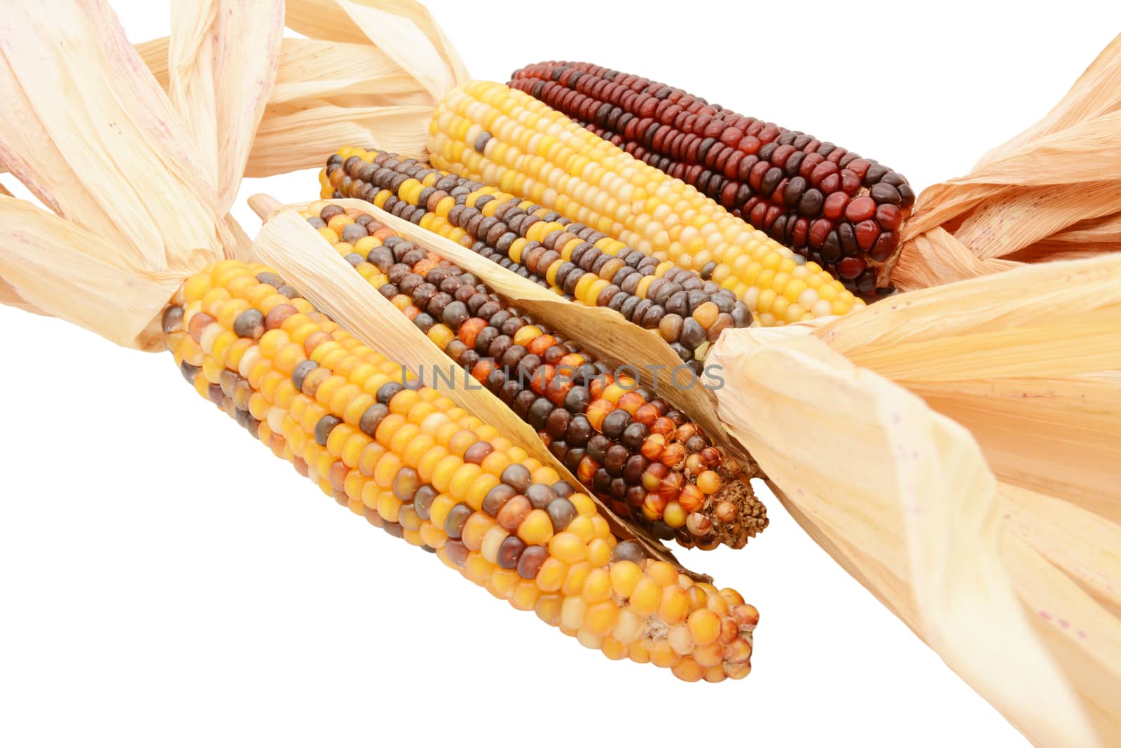 Five multicoloured ornamental flint corn cobs arranged diagonally, with red, yellow and brown niblets and dried maize husks, on a white background