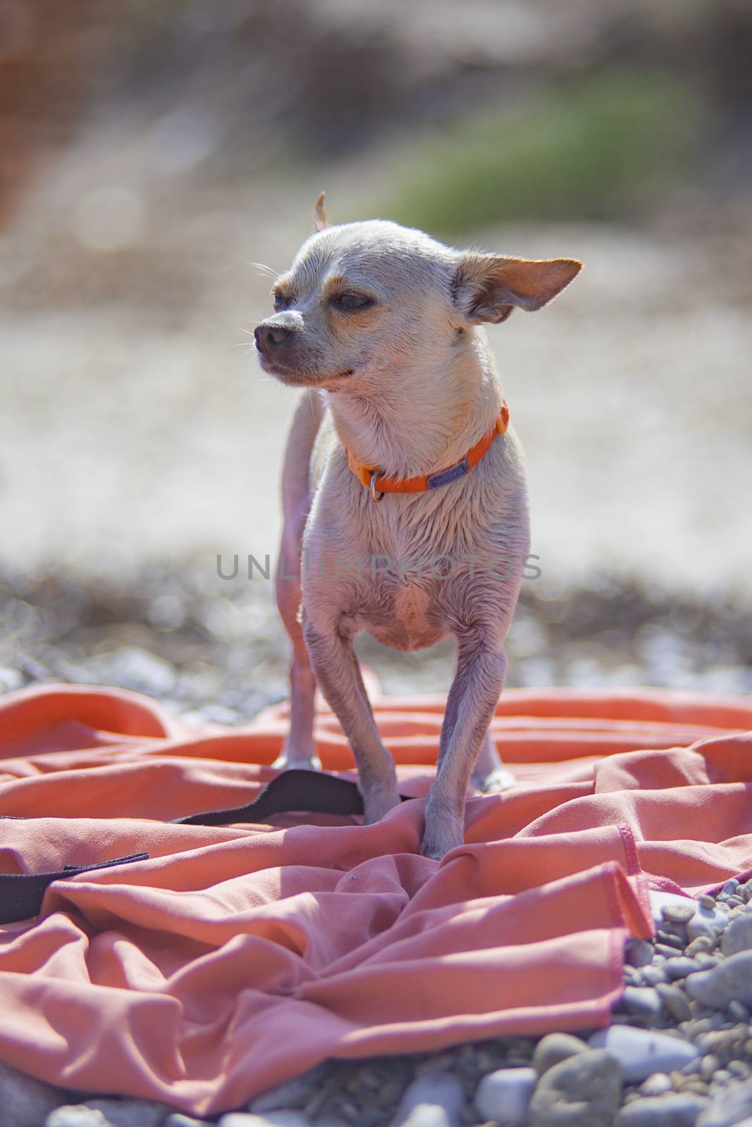 Chihuahua dog at the beach during a vacation