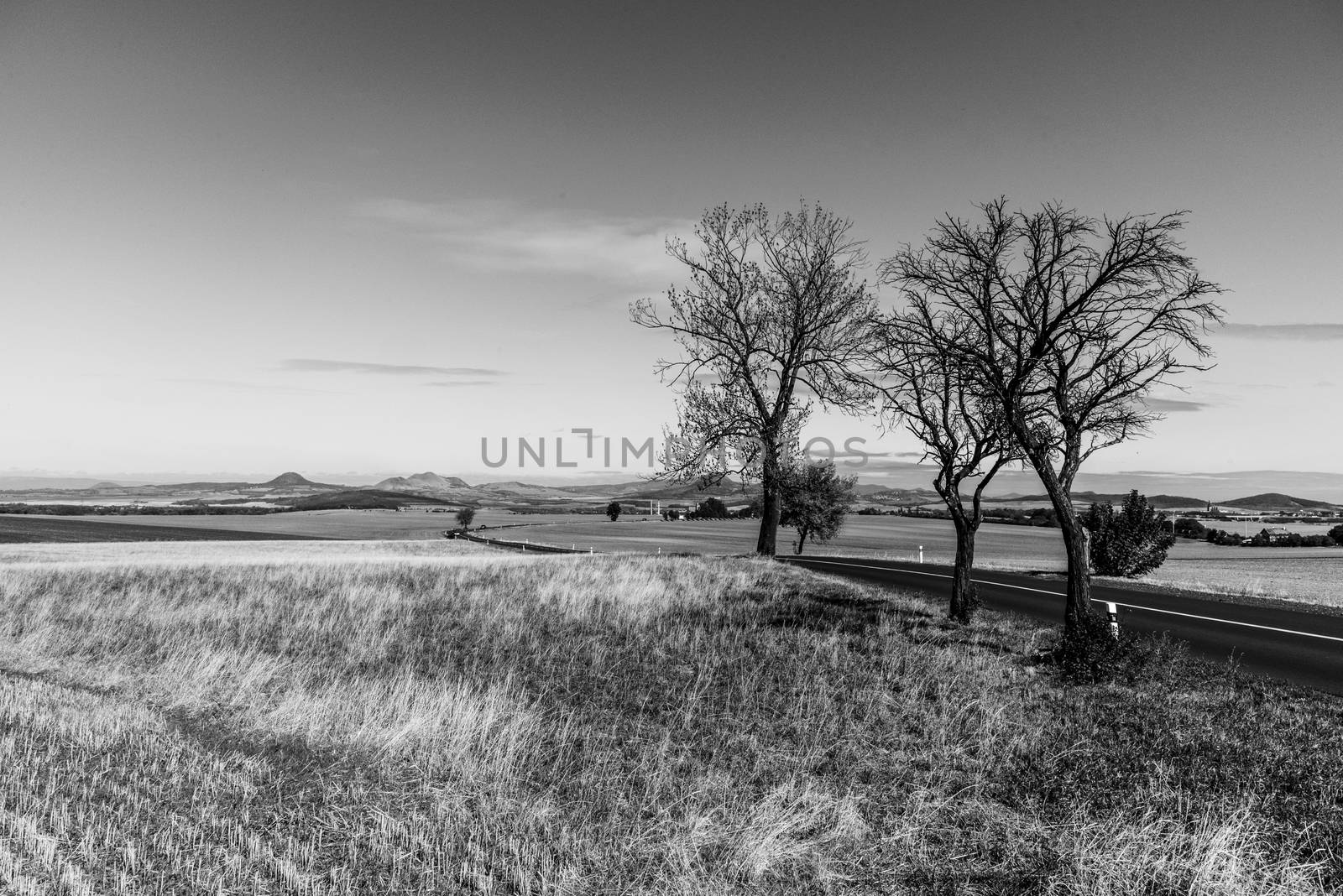 Asphalt road in barren landscape with trees on sunny autumn day. Black and white image.