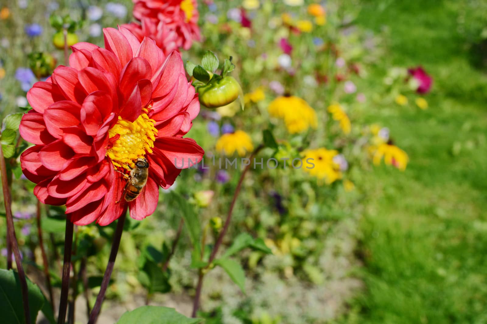 Red dahlia pompone flower with a drone fly hoverfly - Eristalis tenax - against a colourful summer garden background