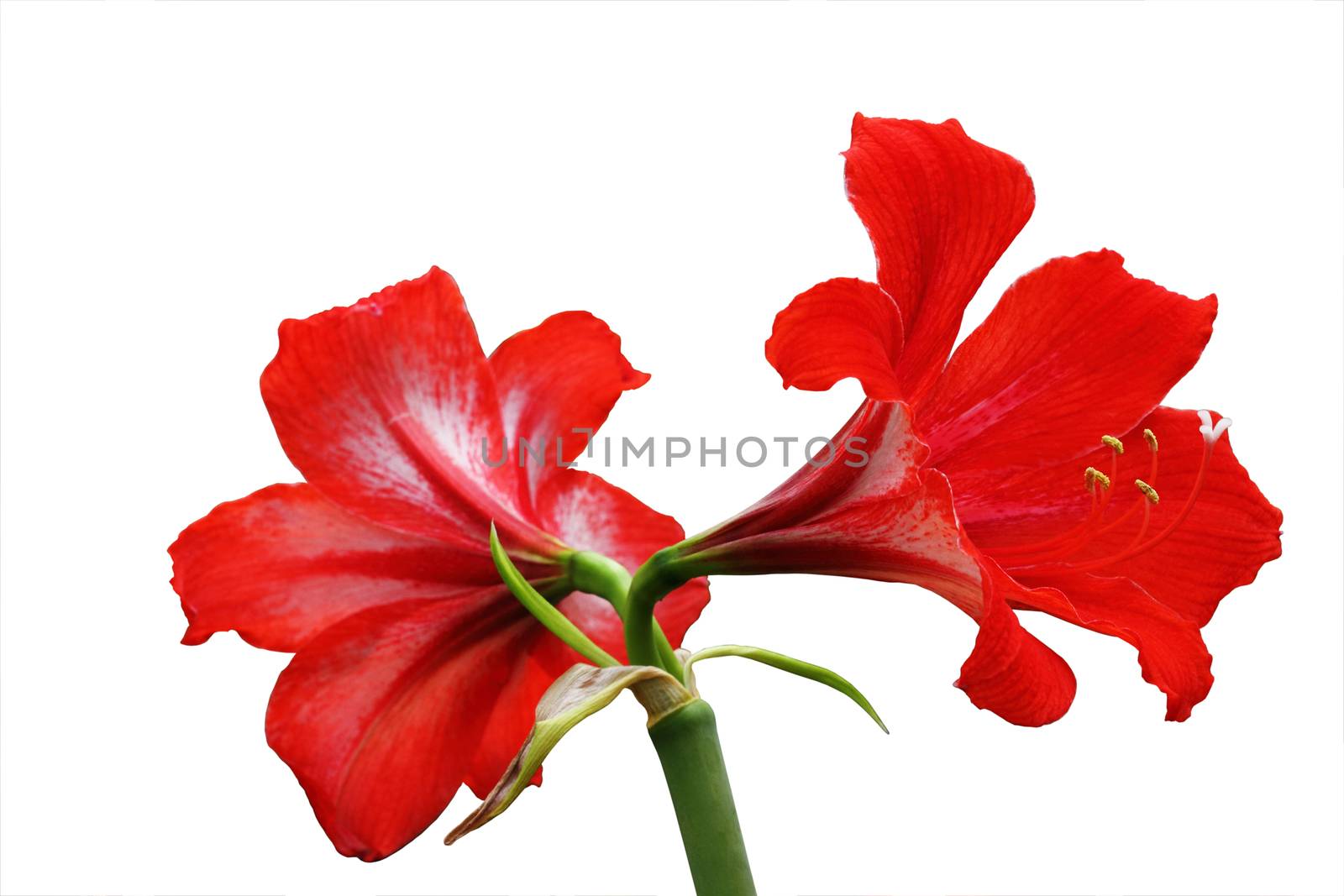 A photo of Red Amaryllis Hippeastrum flower isolated on white background, clipping path.