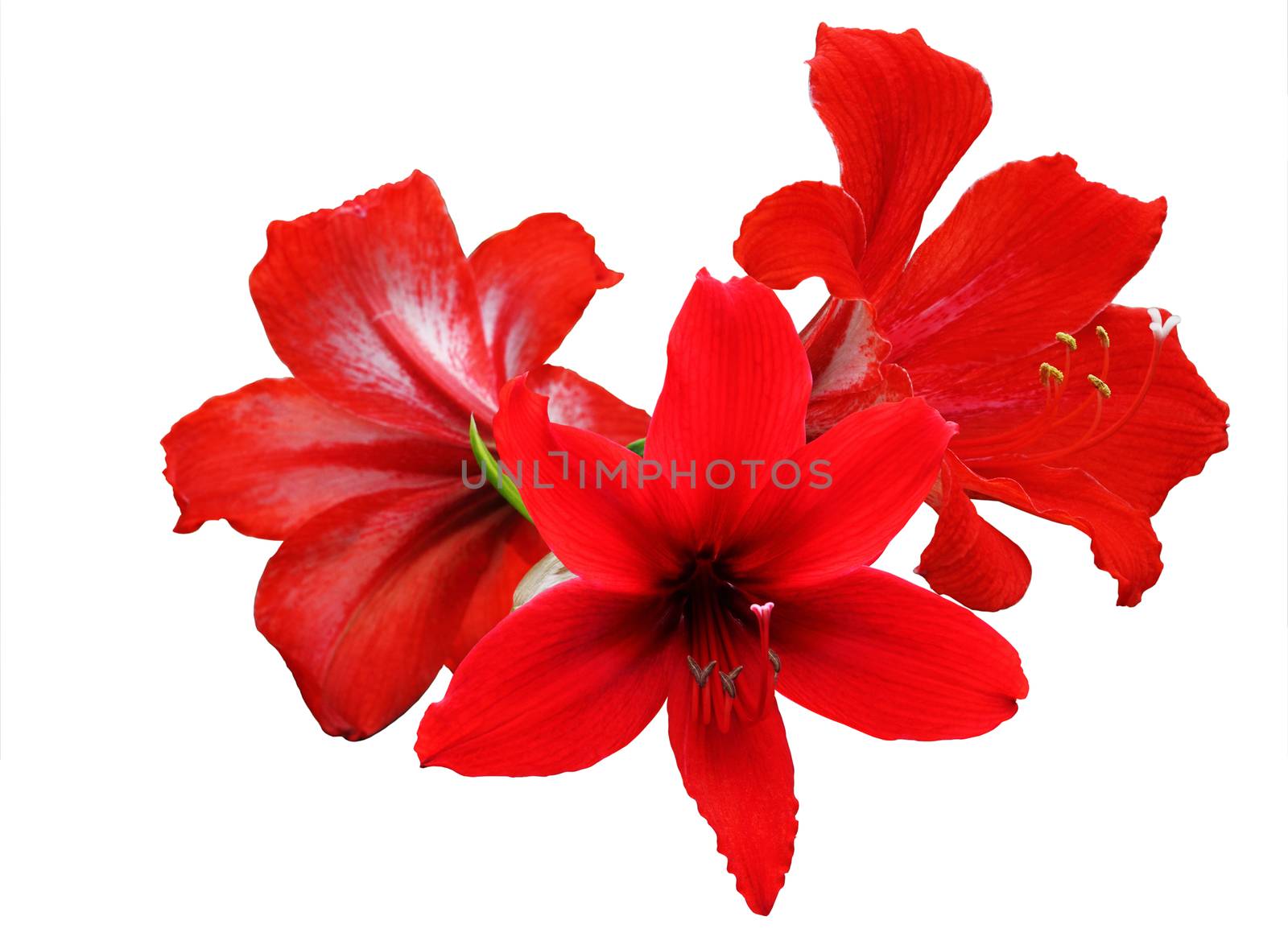 A photo of Red Amaryllis Hippeastrum flower isolated on white background, clipping path.