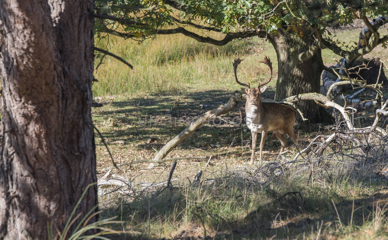 young shy deer in the forest in holland in october