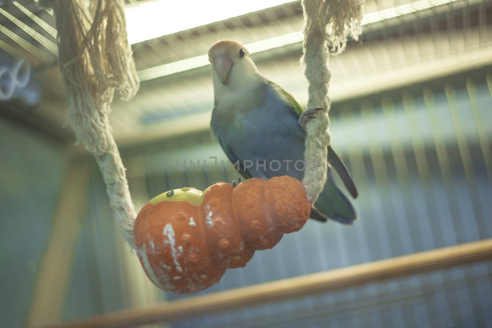 Parrot in an animal shop by pippocarlot