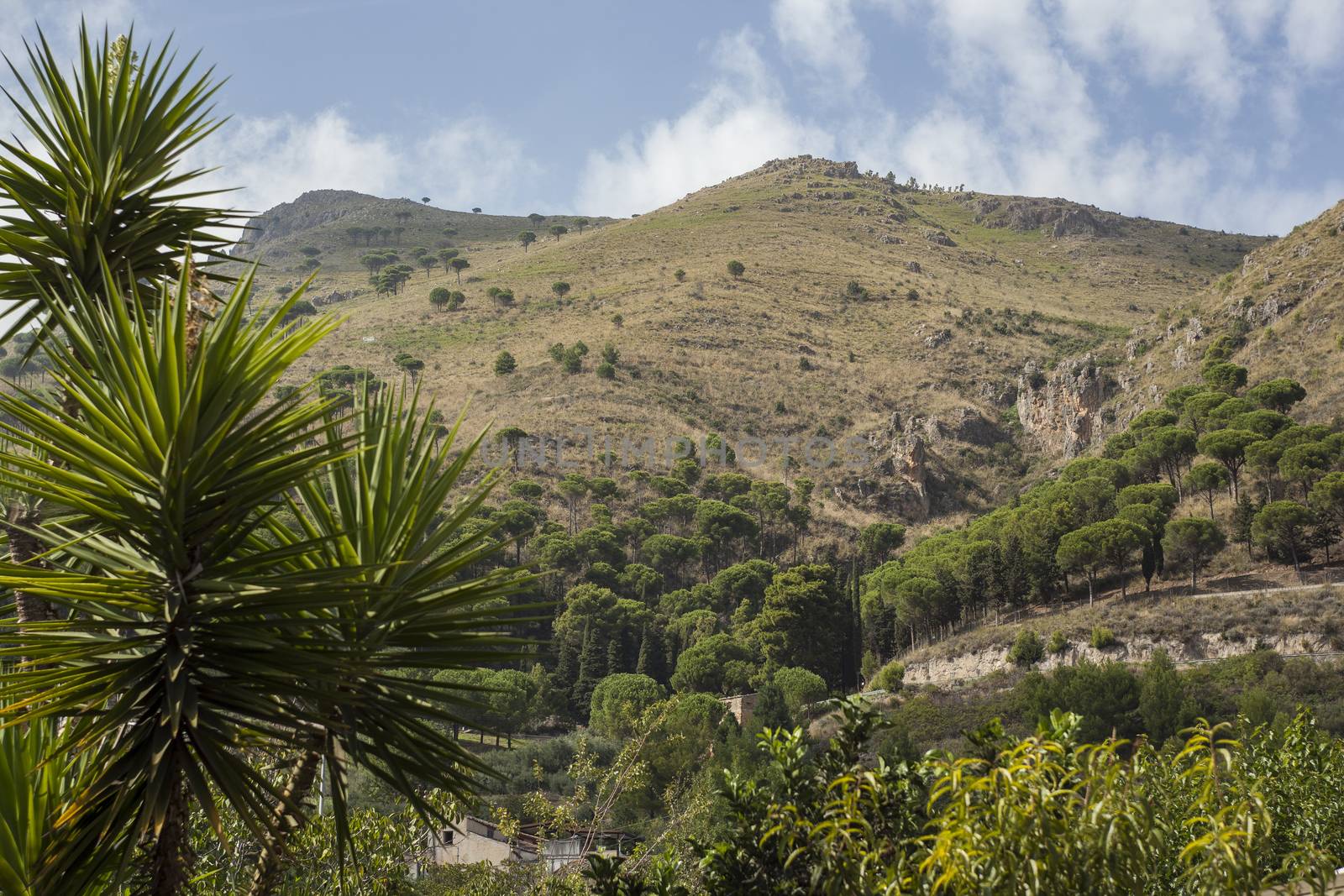 Monreale hills: detail of a hill vith vegetation in Monreale, Sicily