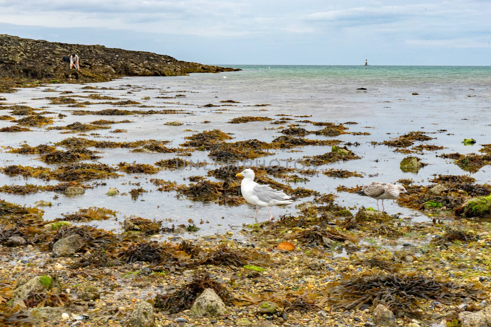 Low sea tide in San Malo travel visit by javax