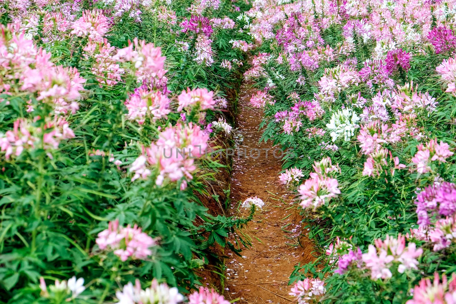 Pink and white beautiful Spider flower in the garden