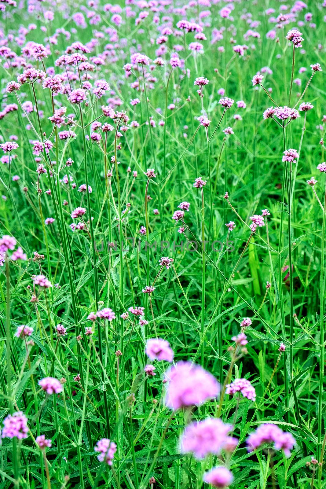 purple verbena flower in garden