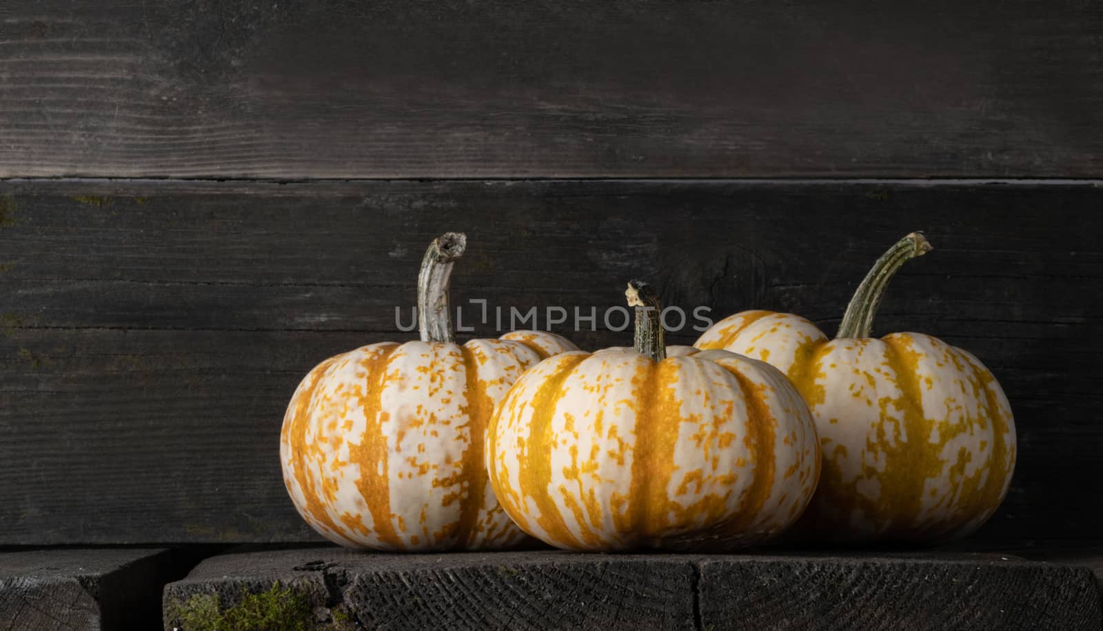 Three striped yellow pumpkins on dark wooden background , Halloween concept