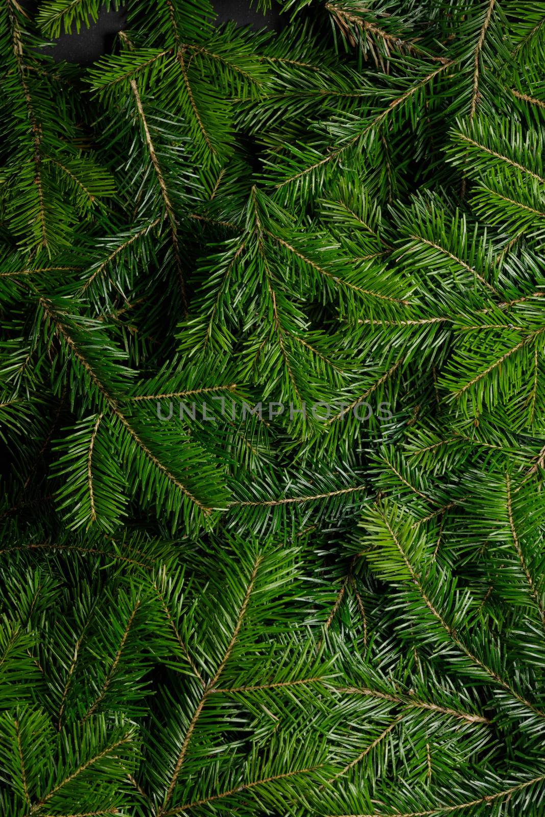 Background of green fir branches by Yellowj