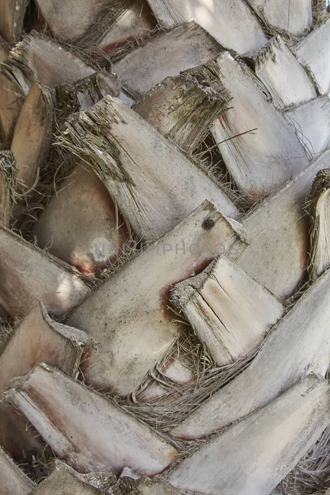 Mediterranean palm bark in close up shot