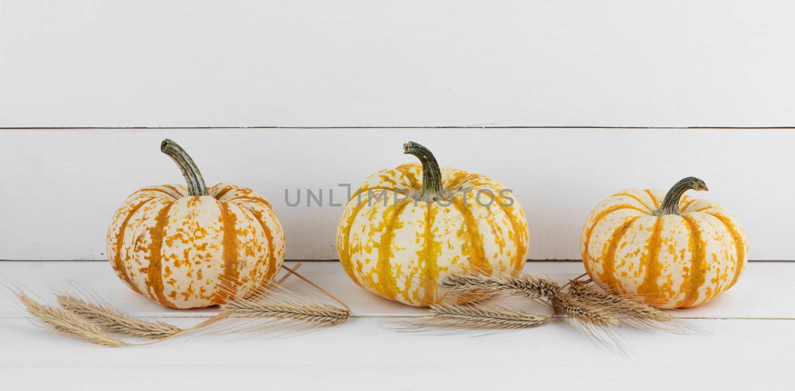 Three orange pumpkins and ears of wheat on white wooden background , Halloween concept