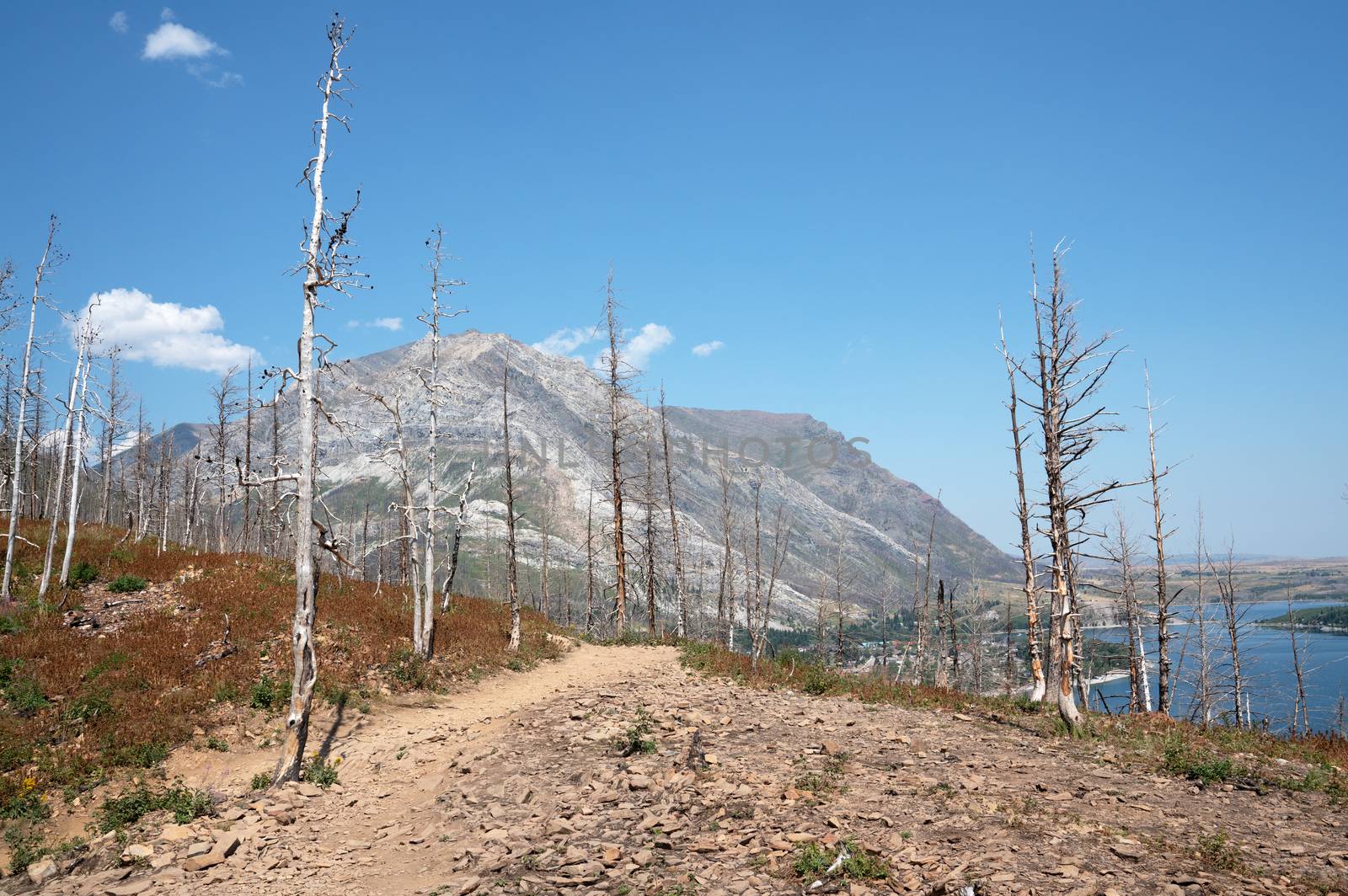 Landscape of the Waterton Lakes National Park with blue sky, Alberta, Canada