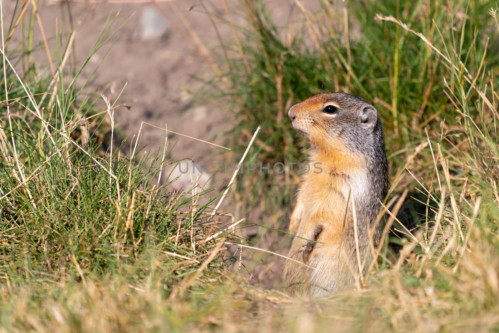 Columbia Ground Squirrel (Urocitellus columbianus) on a meadow, Waterton Lakes National Park, Alberta, Canada