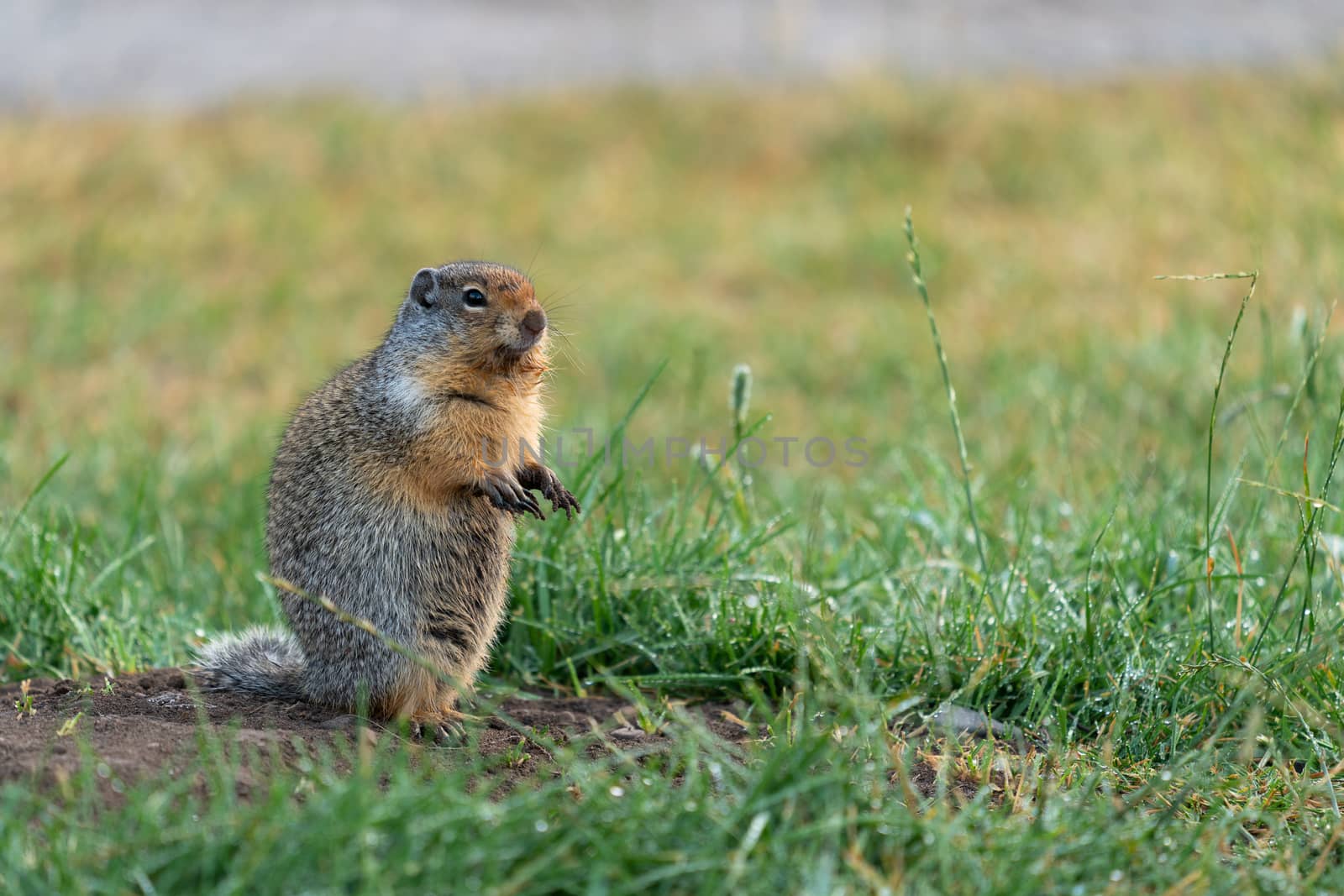 Columbia Ground Squirrel (Urocitellus columbianus) on a meadow after rain, Waterton Lakes National Park, Alberta, Canada