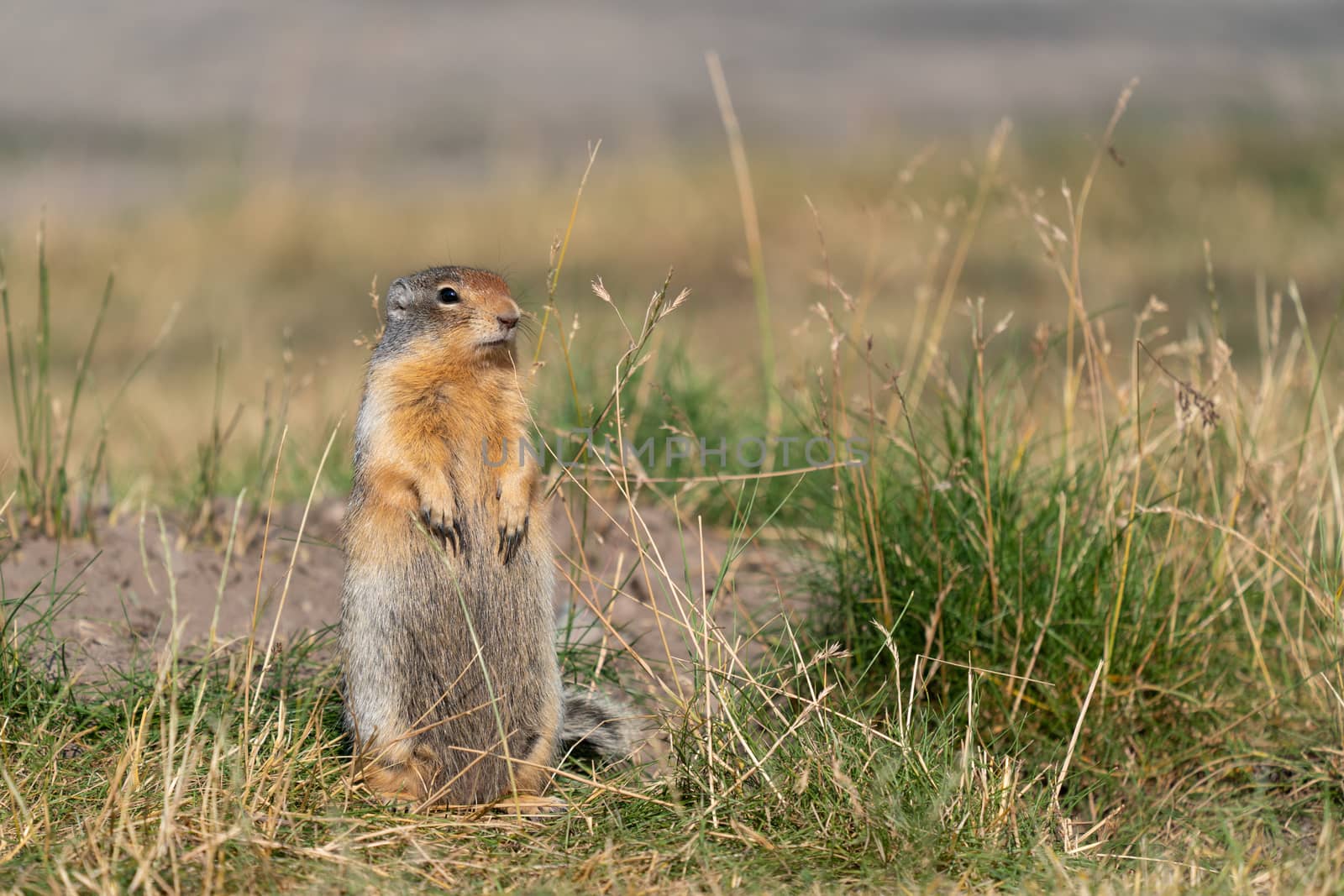 Columbia Ground Squirrel (Urocitellus columbianus) on a meadow, Waterton Lakes National Park, Alberta, Canada