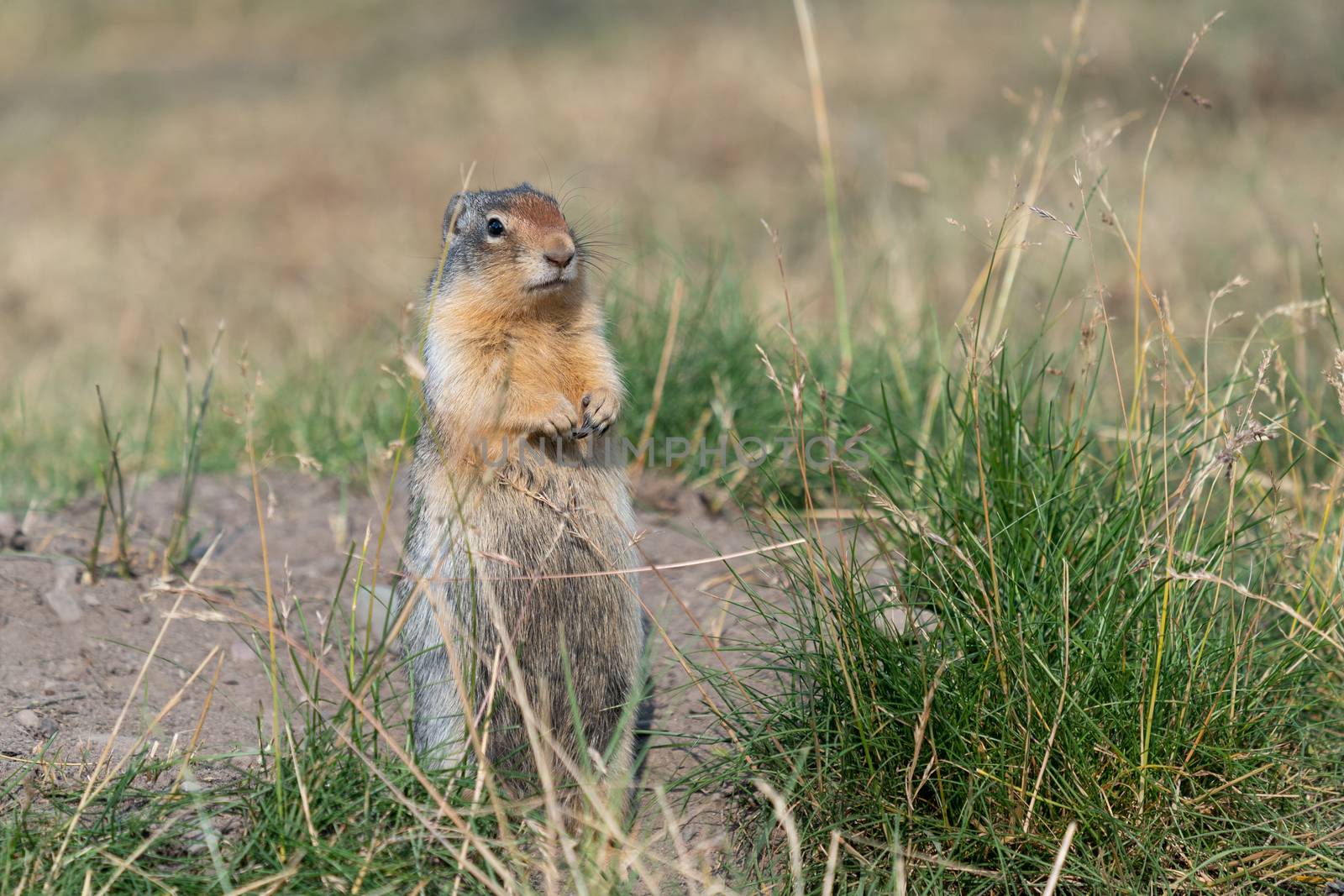 Columbia Ground Squirrel (Urocitellus columbianus) on a meadow, Waterton Lakes National Park, Alberta, Canada