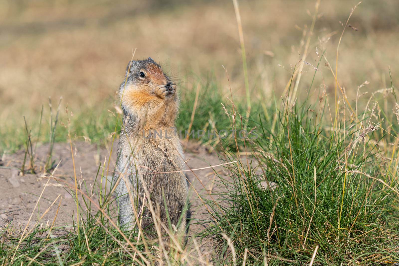 Columbia Ground Squirrel (Urocitellus columbianus) on a meadow, Waterton Lakes National Park, Alberta, Canada