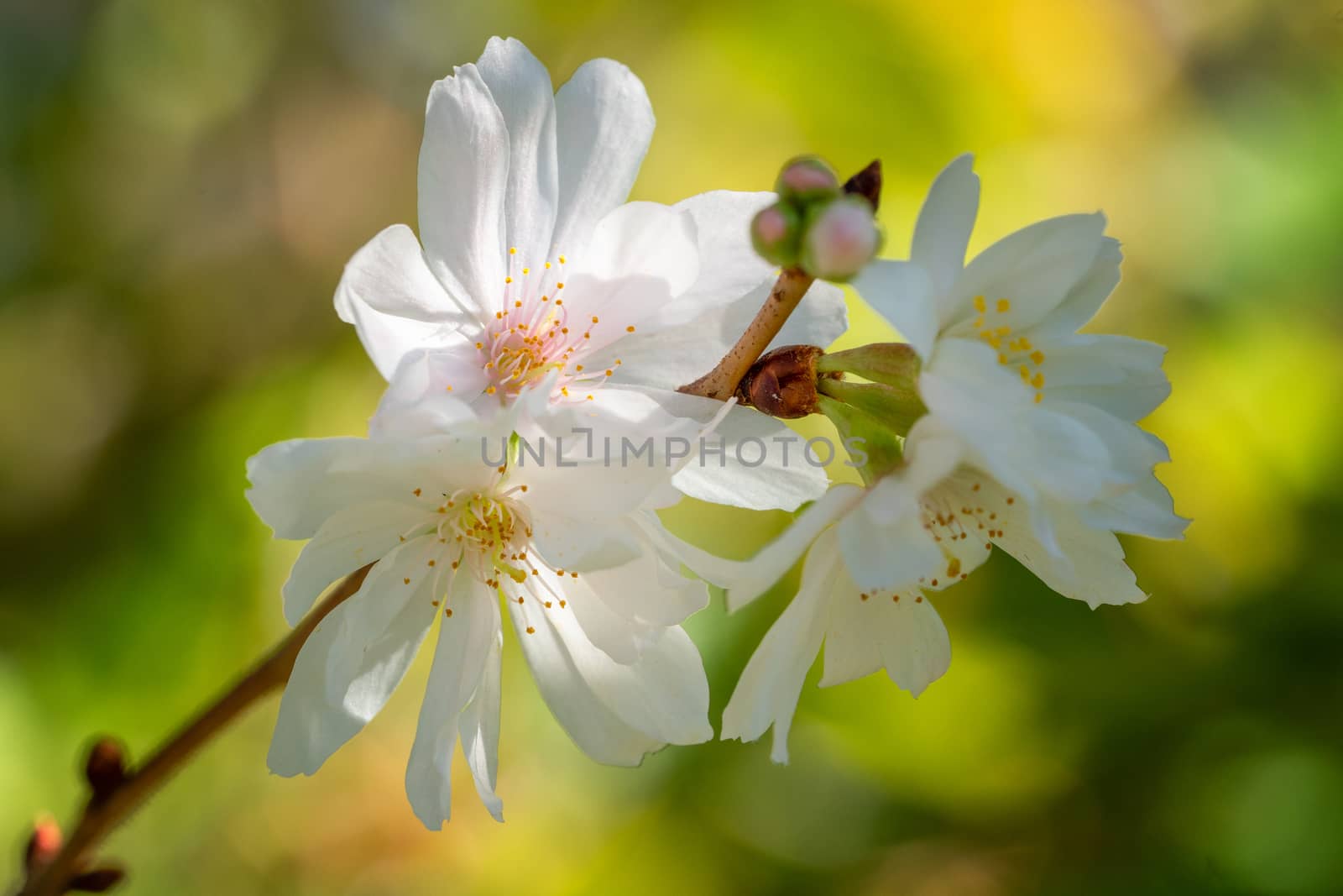 Higan cherry (Prunus subhirtella), close up of the flower head
