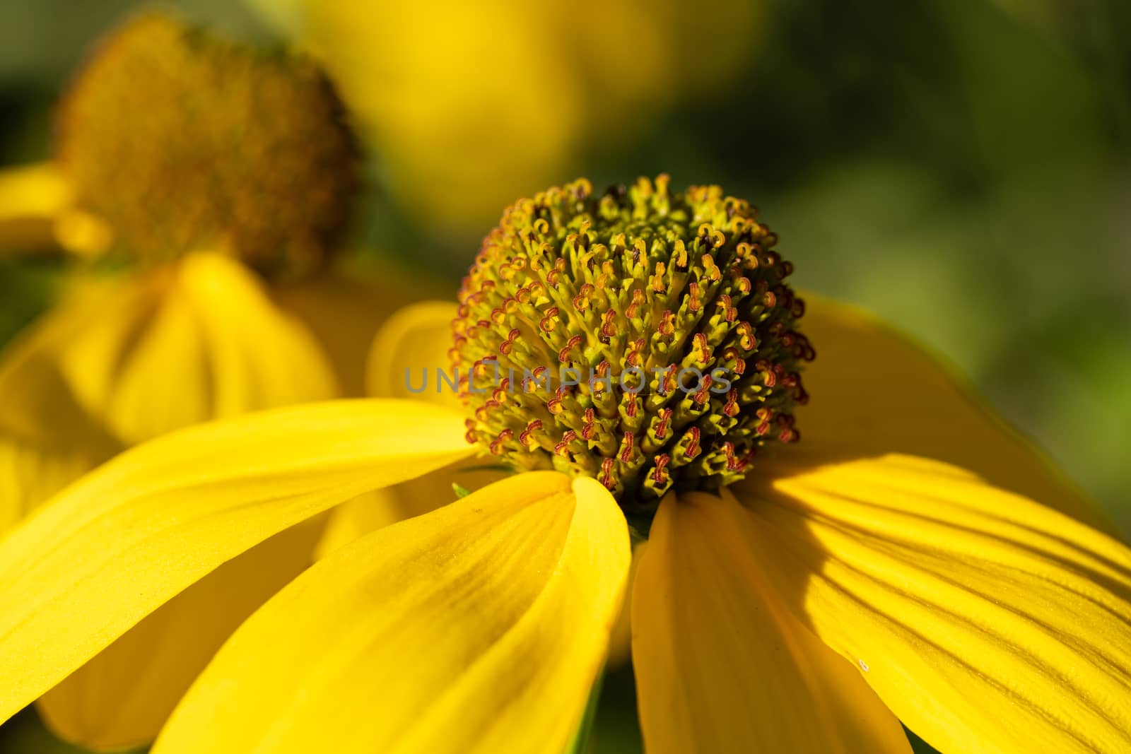 Shiny Coneflower (Rudbeckia nitida), flowers of summer