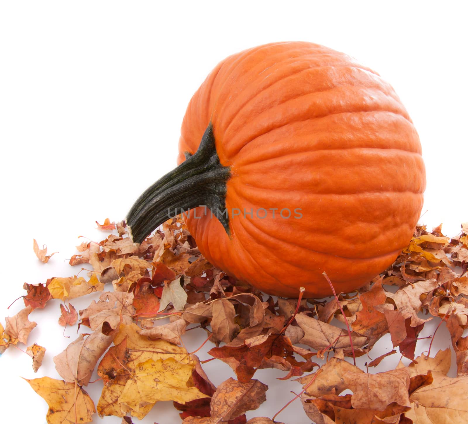 whole fesh Halloween pumpkin and autumn dried leaves