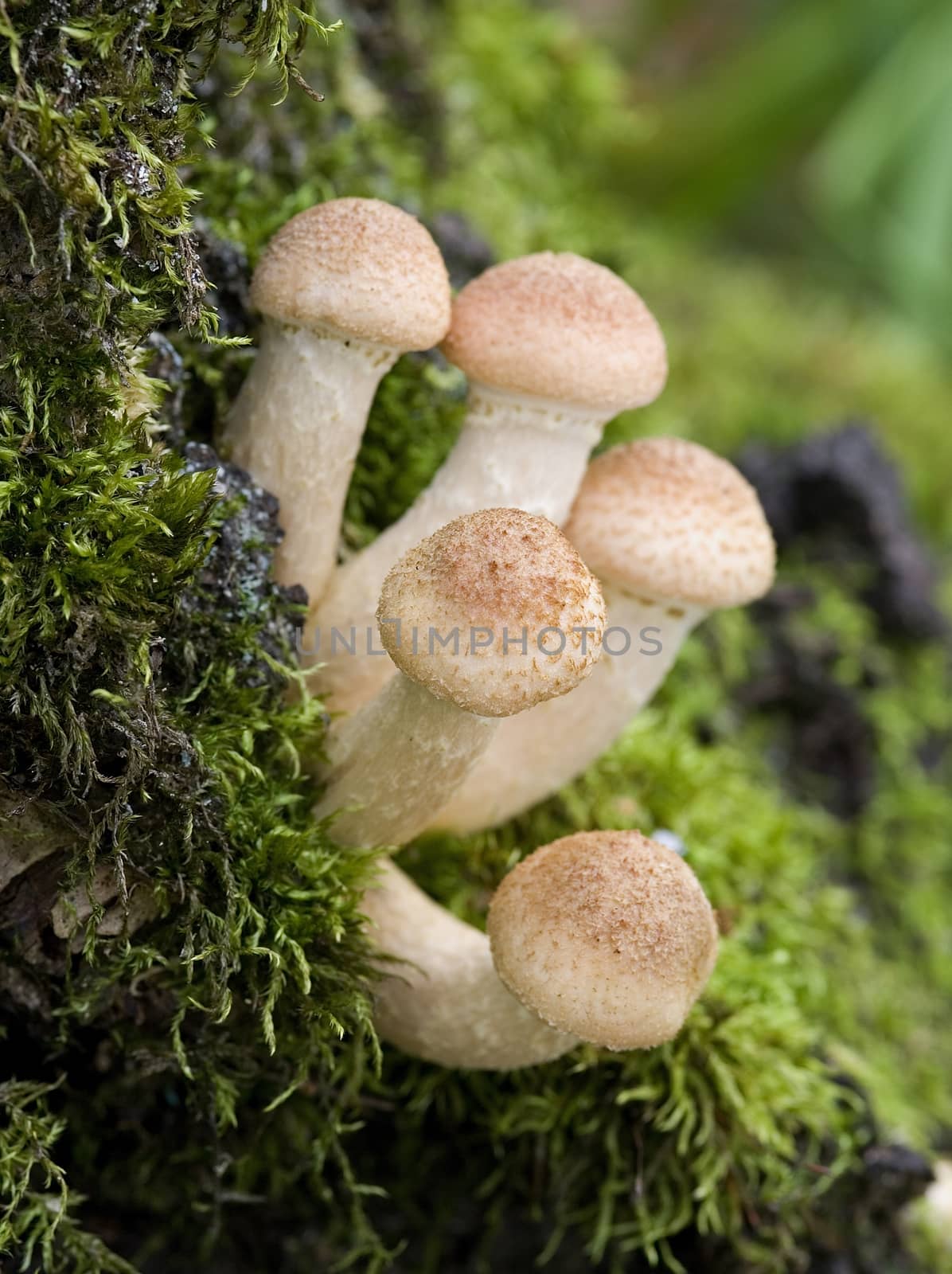 group of summer mushrooms (Armillaria gallica)