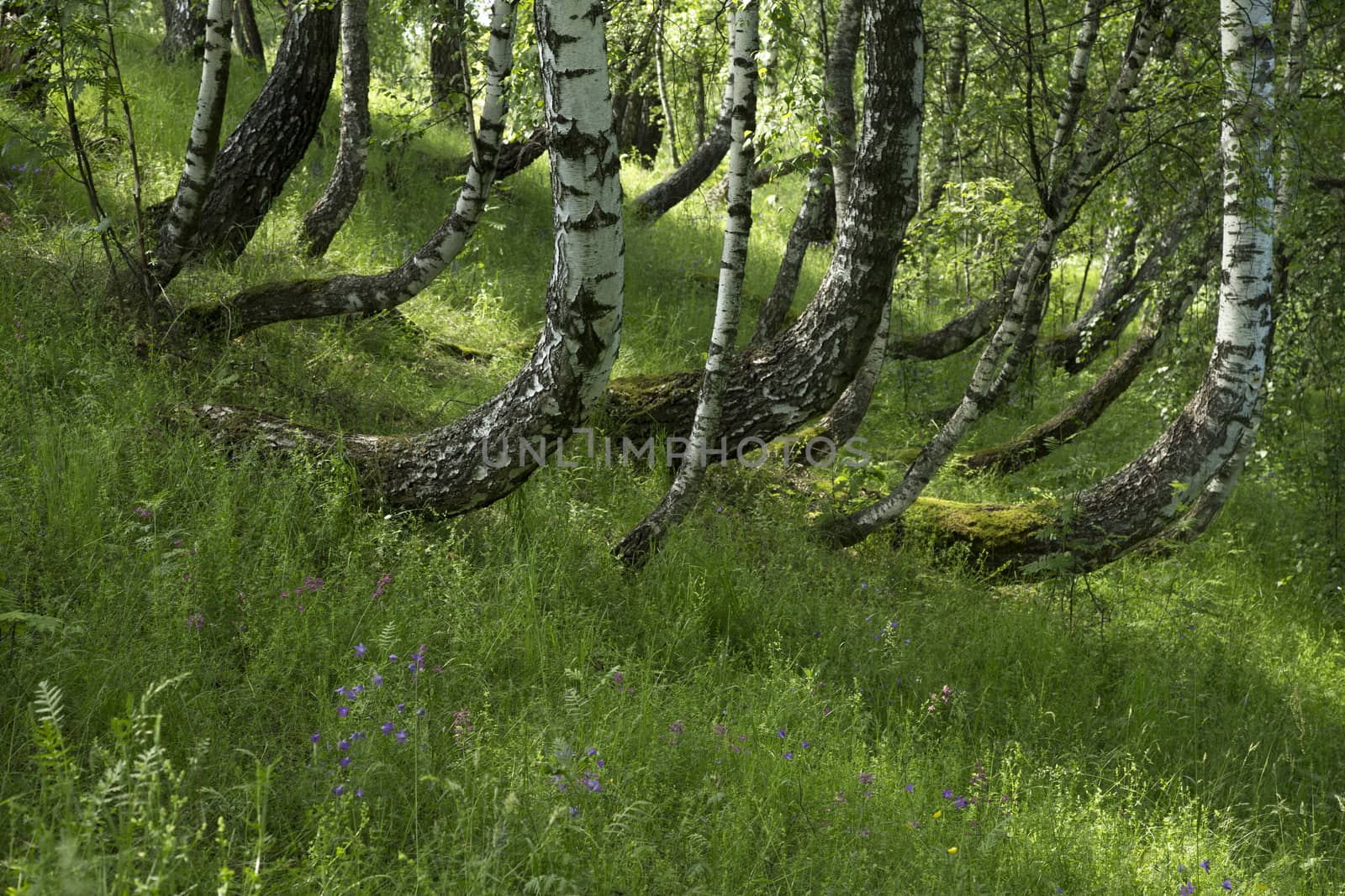 Birch grove with green grass and wildflowers in the summer