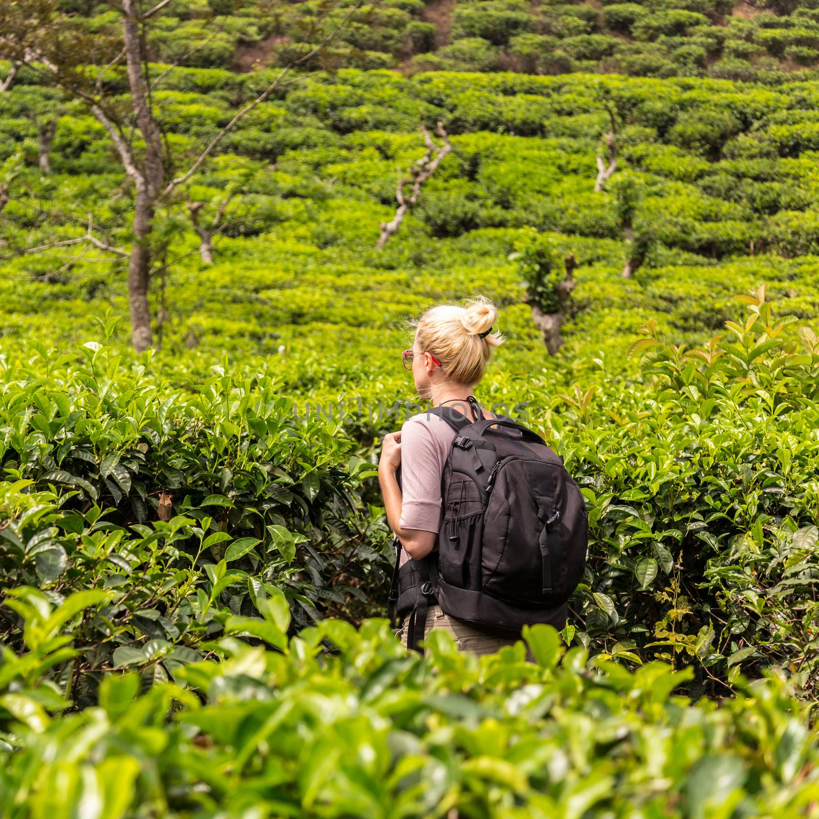 Active caucasian blonde woman enjoing fresh air and pristine nature while tracking among tea plantaitons near Ella, Sri Lanka. Bacpecking outdoors tourist adventure by kasto