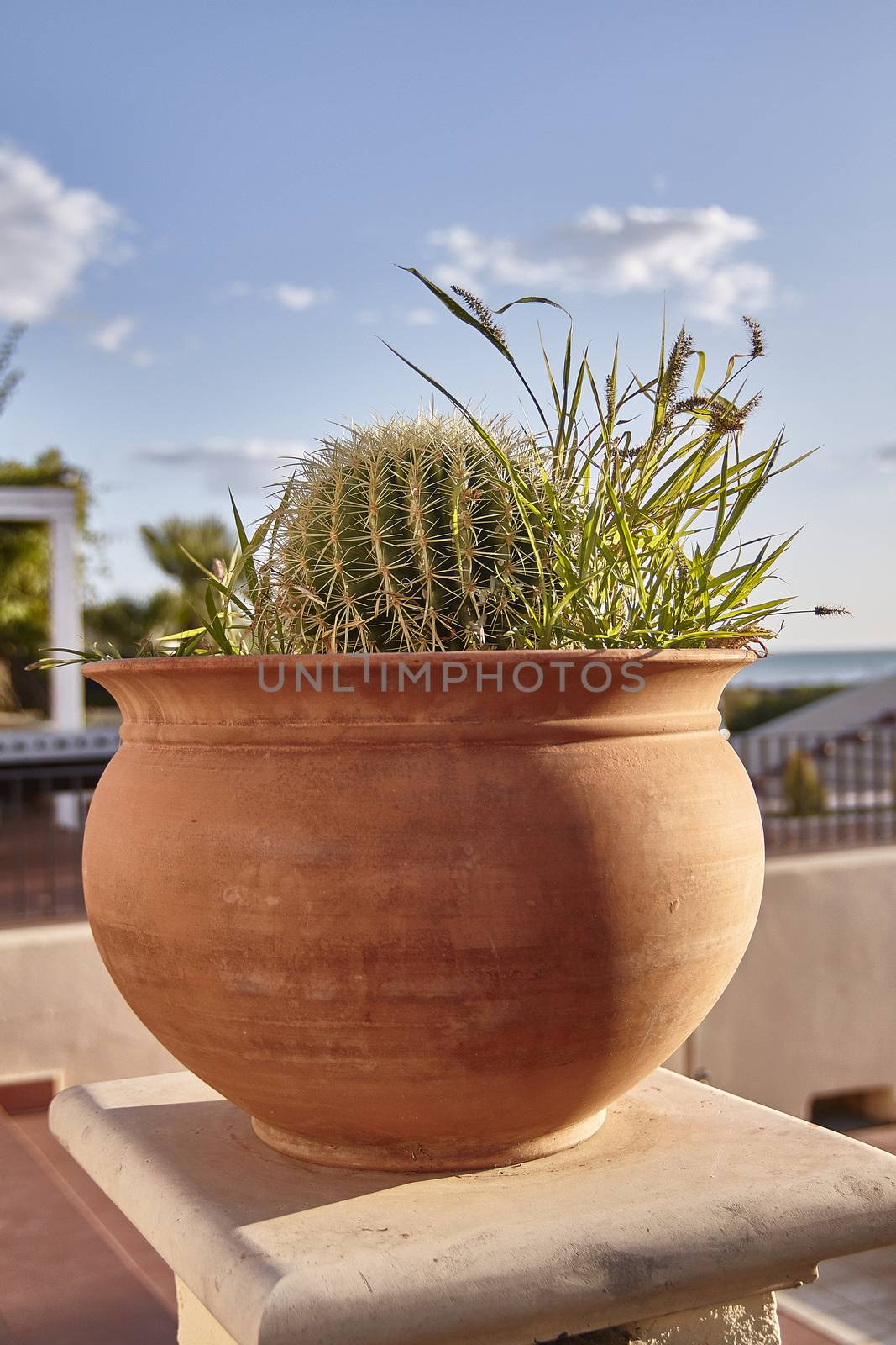 Cactus in pot used as an ornamental plant in a garden
