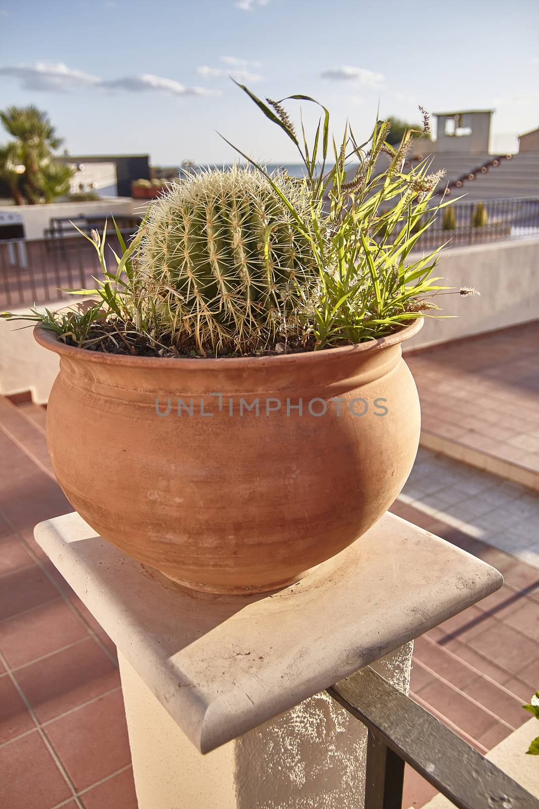 Cactus in pot used as an ornamental plant in a garden