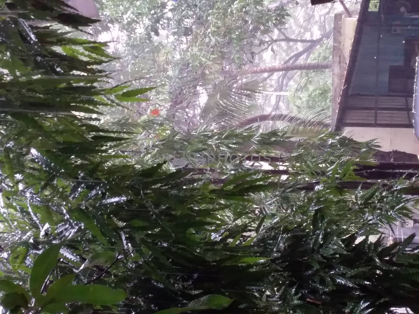 heavy rains in Pune  India