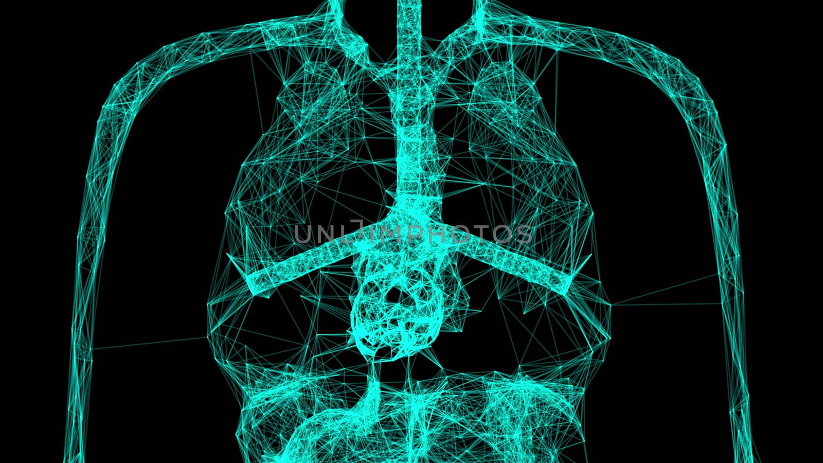 Anatomy human body model with connection dots, 3d rendering background, part of human body model with organ system, medical concept