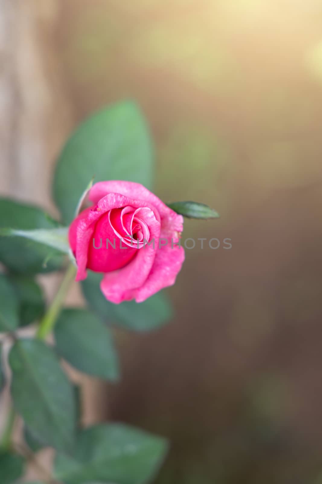 Roses in the garden, Roses are beautiful with a beautiful sunny day.