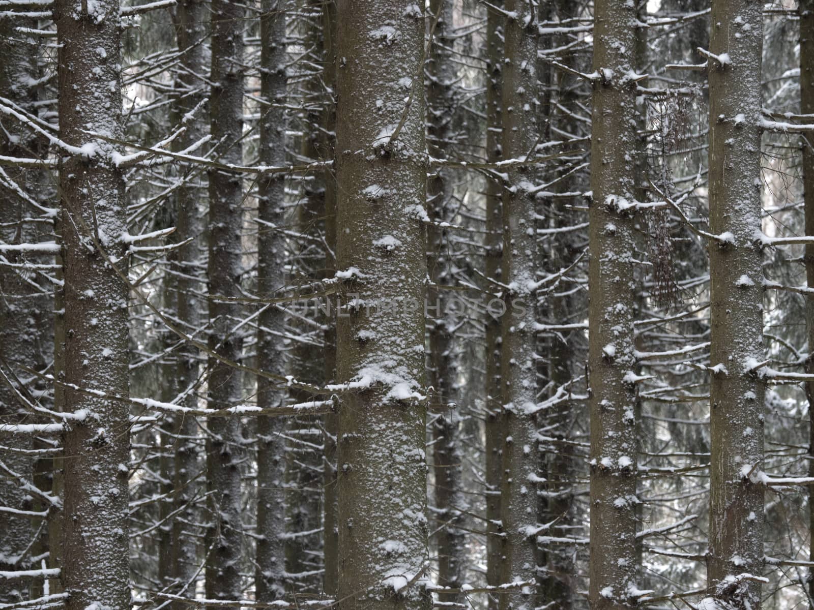 Trees covered with frost and snow in a cold winter day.