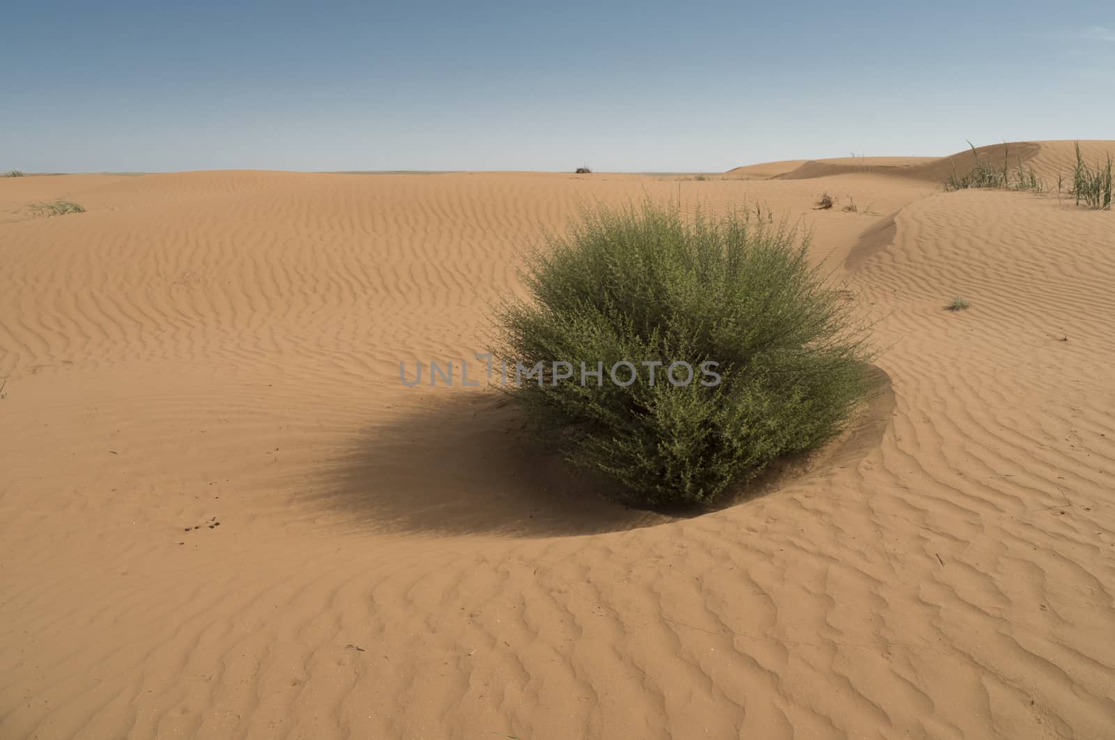 Hot and windy morning in the desert. The soft curves of yellow sand dunes.
