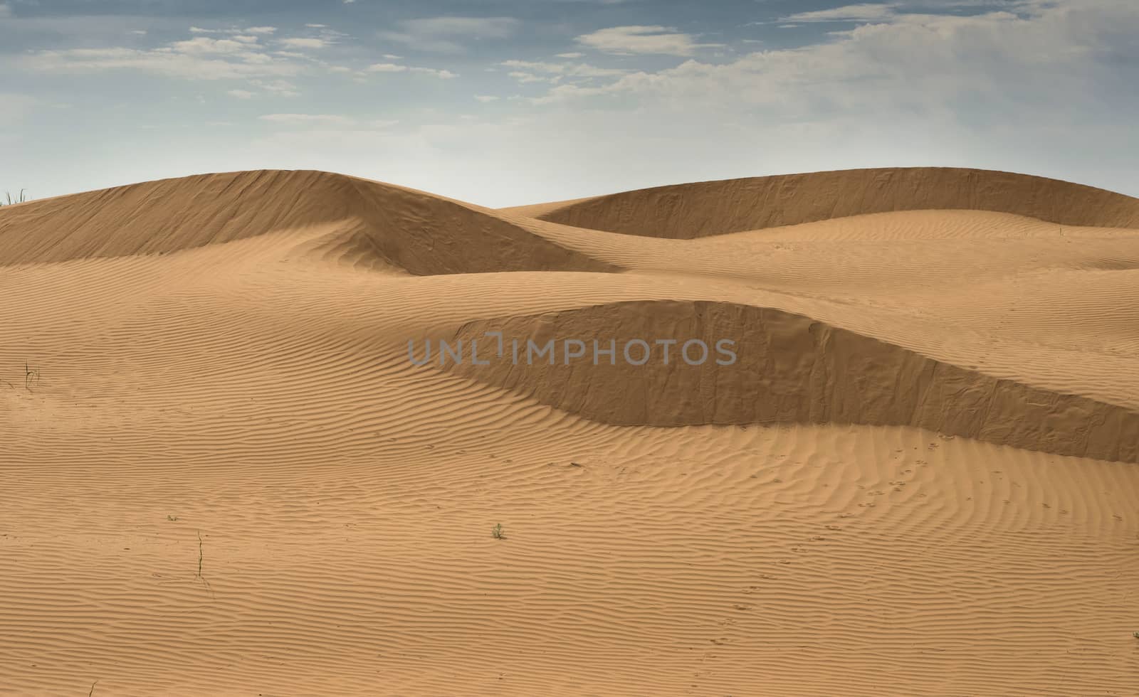 Hot and windy morning in the desert. The soft curves of yellow sand dunes. 