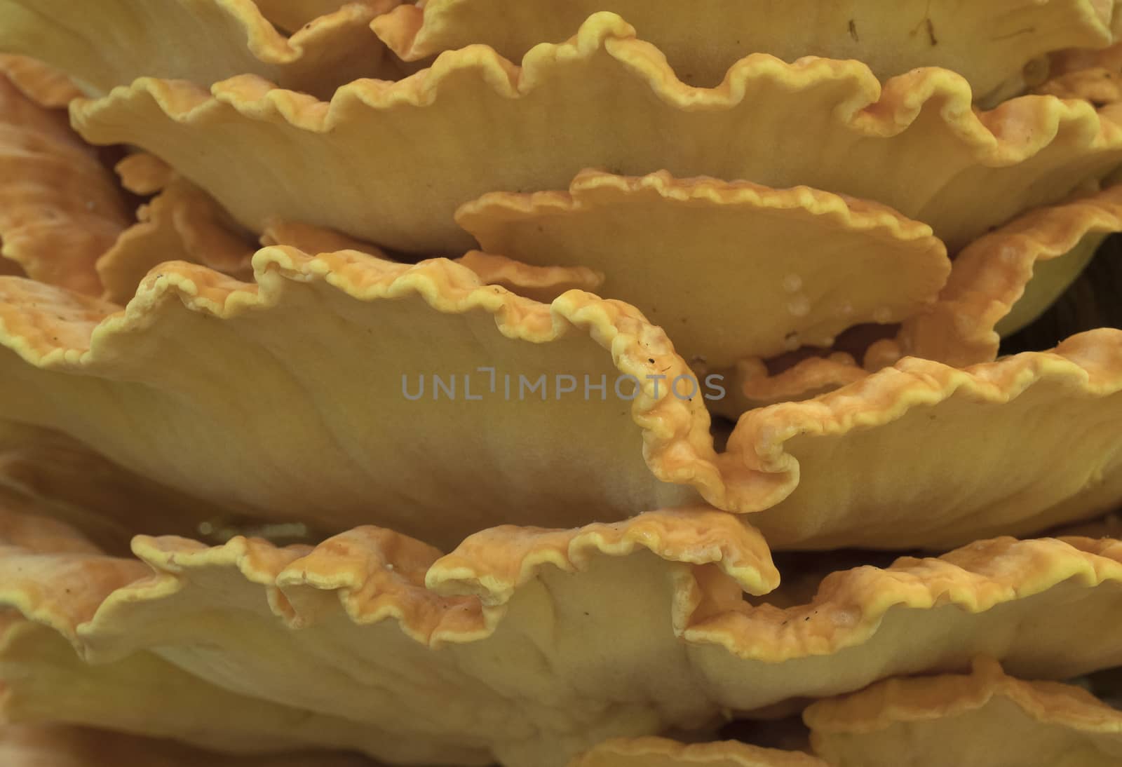 Huge yellow mushroom (Laetíporus sulphúreus) on a tree trunk in the summer forest. Close up view.