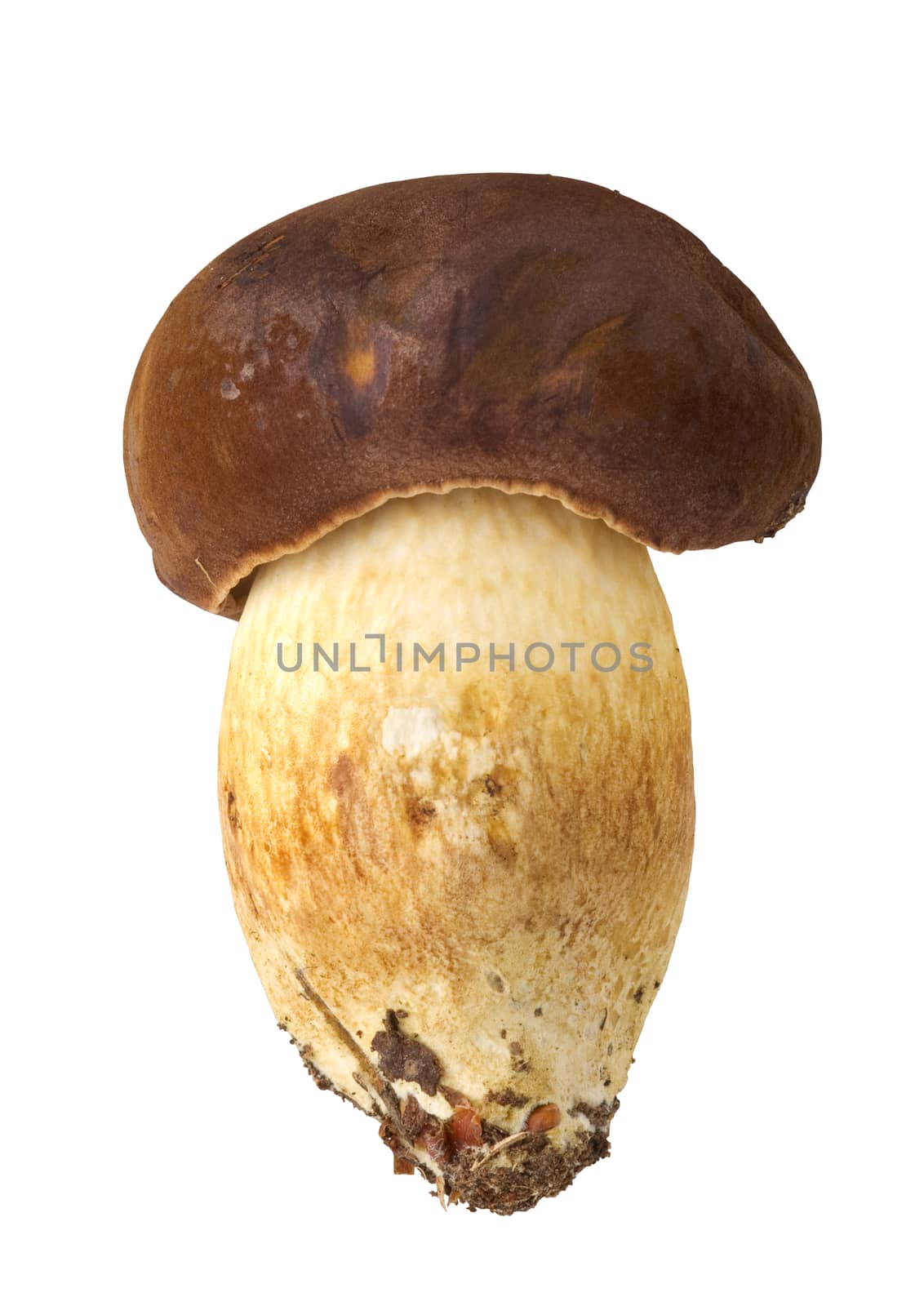 edible mushrooms, Xerocomus badius, isolated on white background