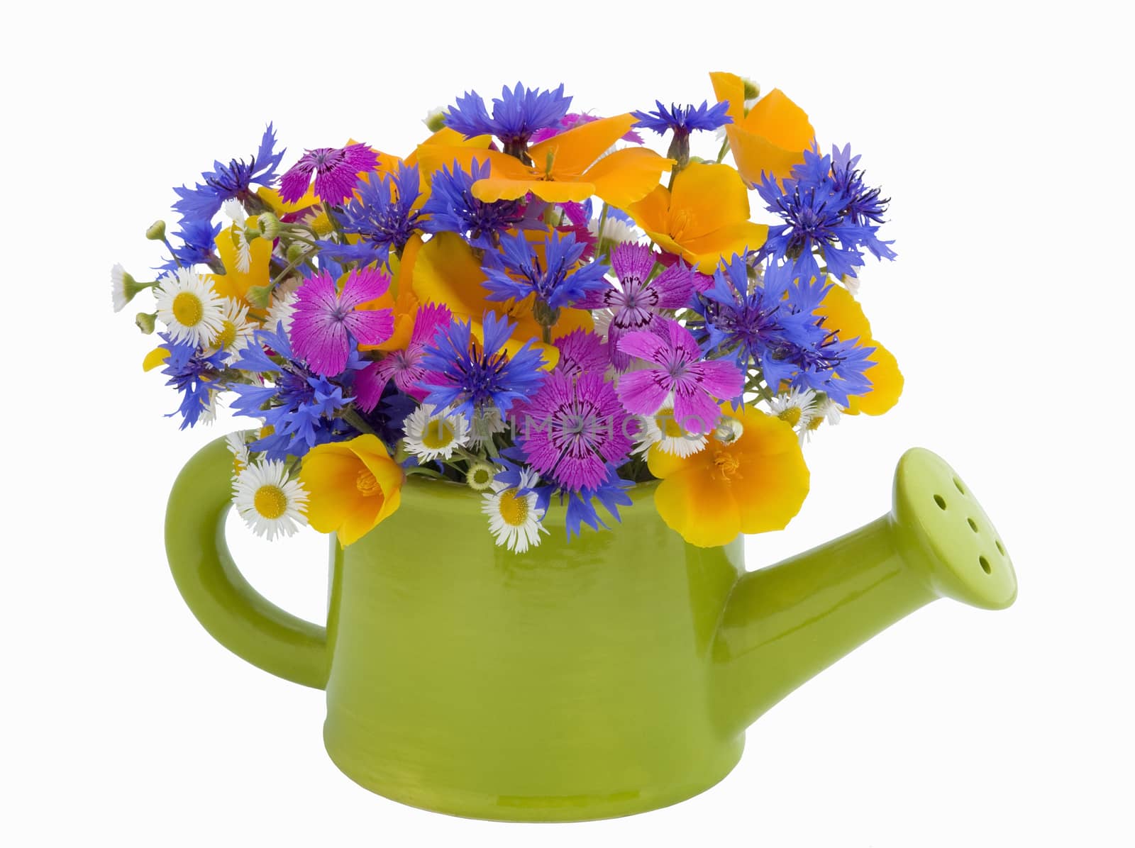 bunch of flowers in the  watering pot isolated on white background