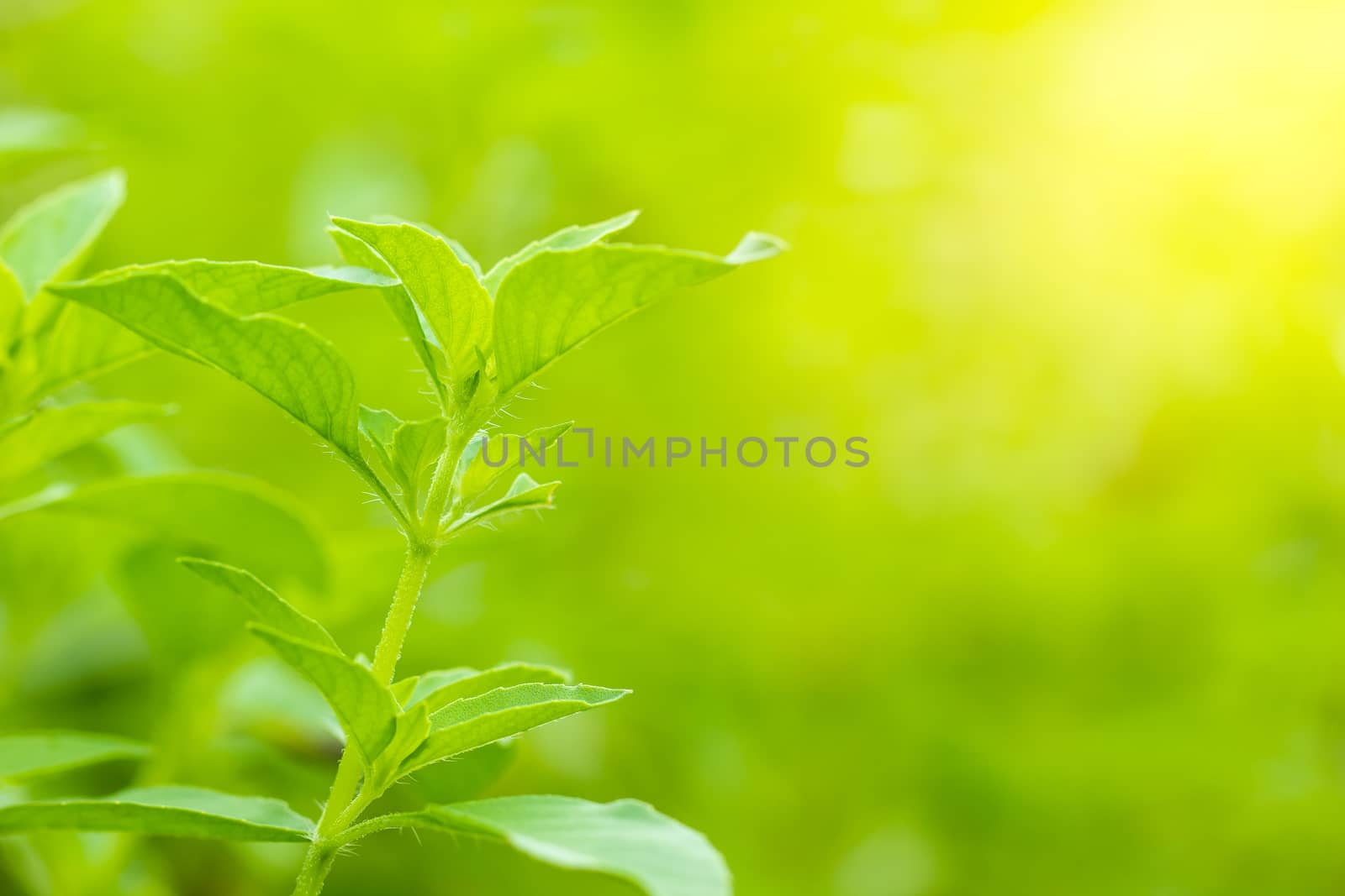 Hairy basil or Ocimum basilicum tree in morning sunlight. It is herbs and ingredients for cooking in Thai food. Smooth green nature background. Copy space for text.