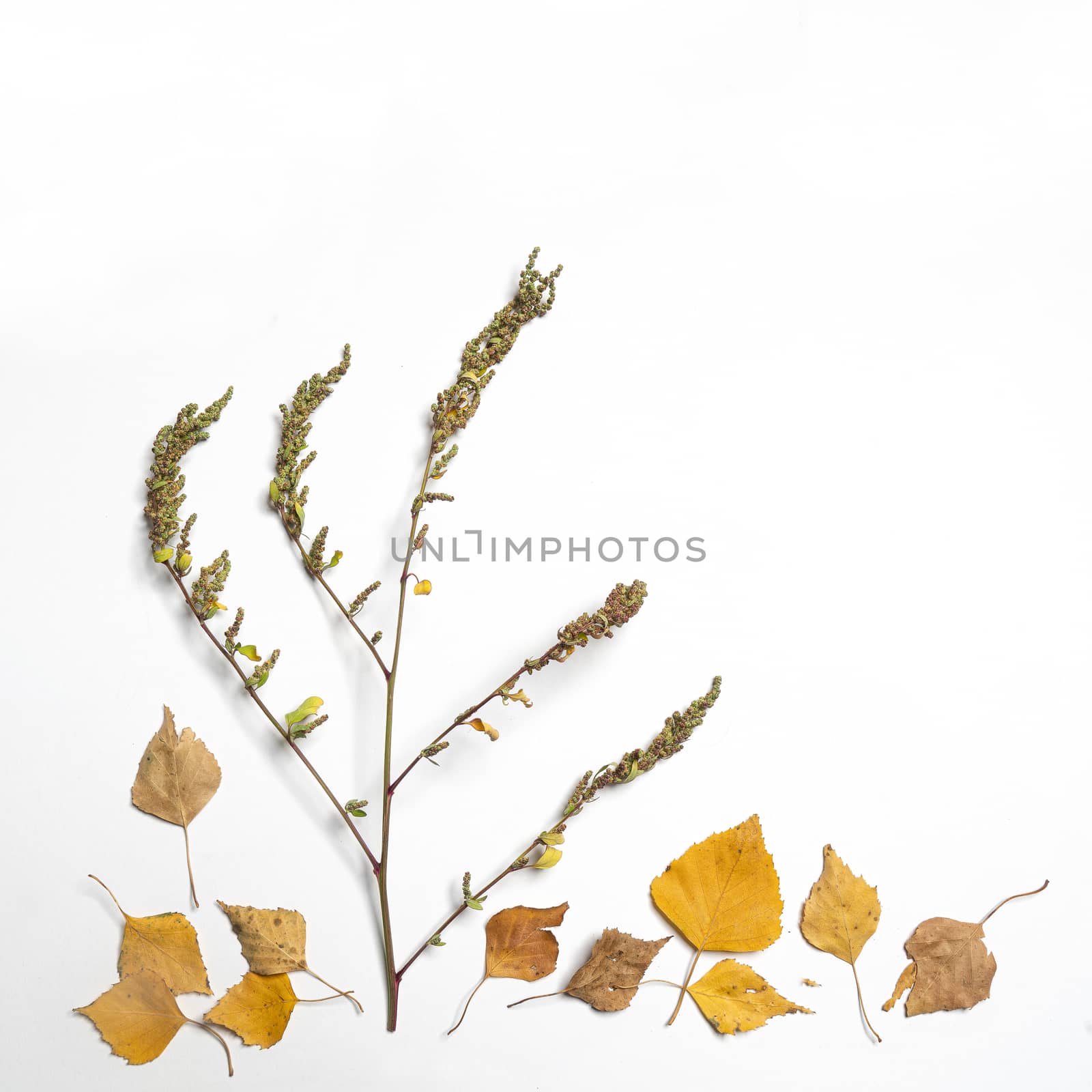 dry autumn leaves on a white surface