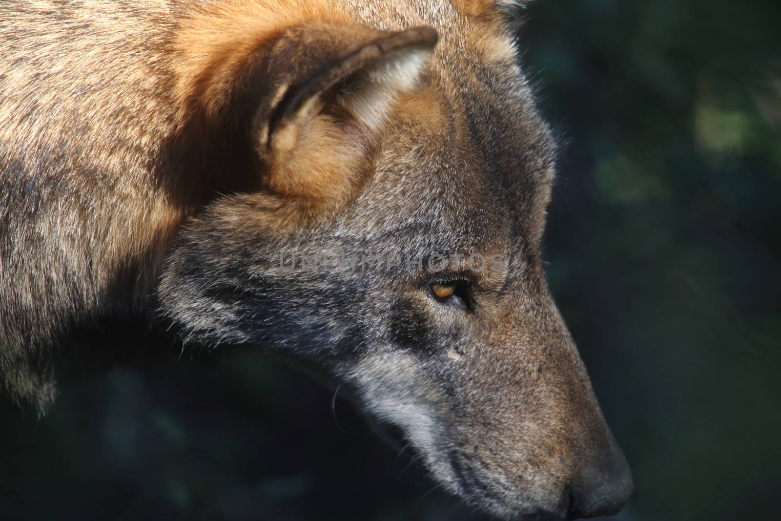 The wolves in the wildlife area of Civitella Alfedena