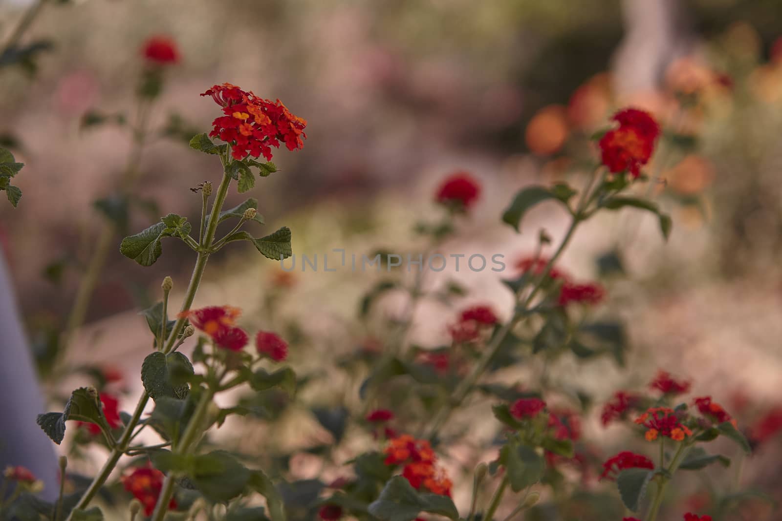 Mediterranean red flower in macro shooting