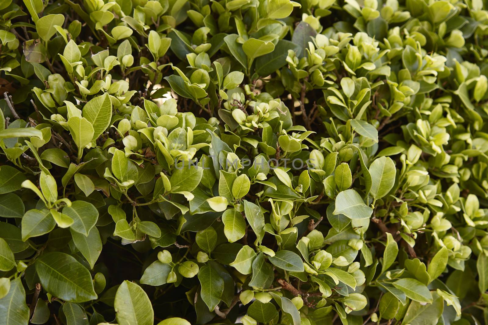 Hedge detail in mediterranean vegetation