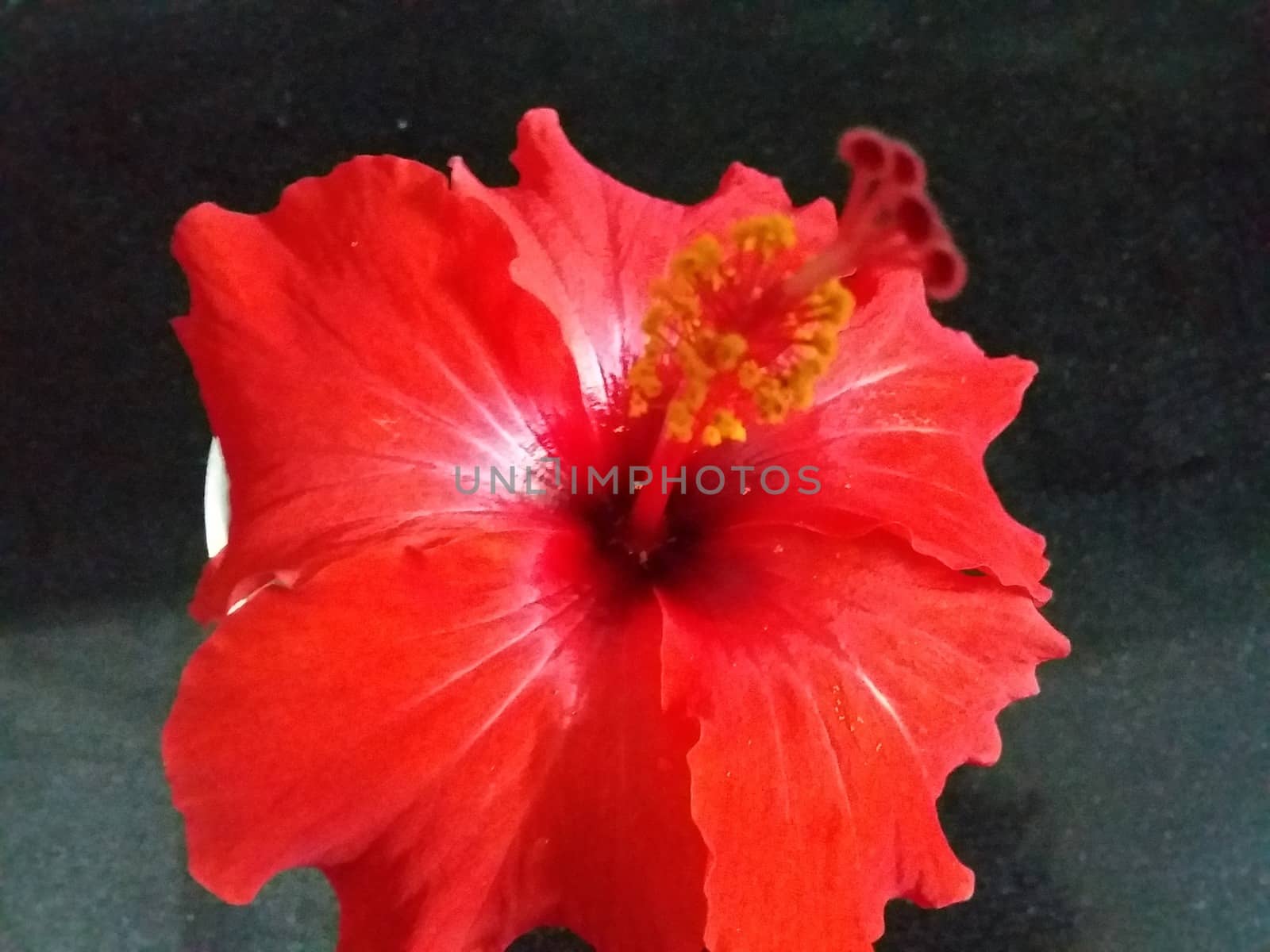 a red flower in the garden