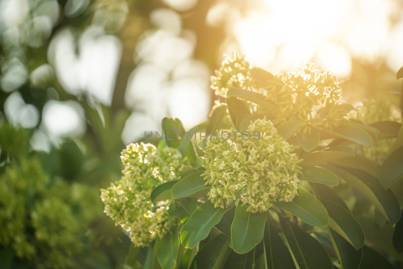 Devil tree or blackboard Tree ( Alstonia scholaris ) with flowers have a pungent smell